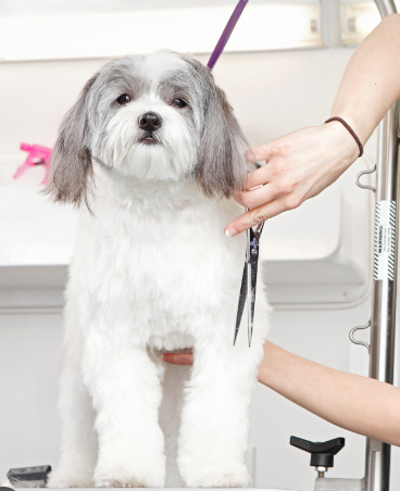 dog being groomed 1