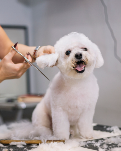 dog being groomed 2