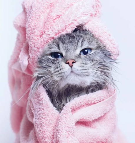 cat getting bath 2