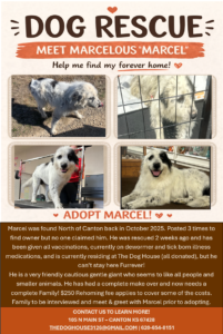 Adopt Marcel 201x300