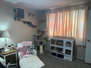 cat room1