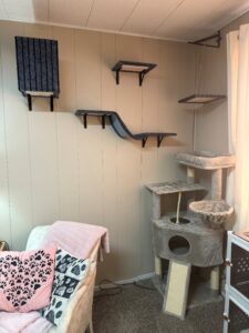 cat room2