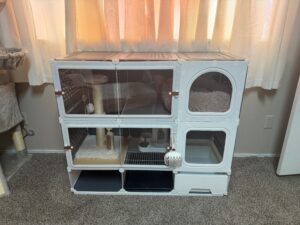 cat room3